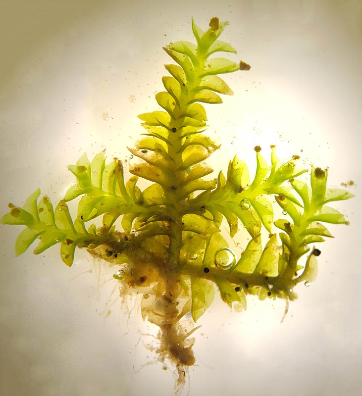 Tritomaria exsectiformis